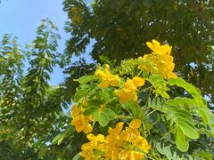 -王借岗森林公园