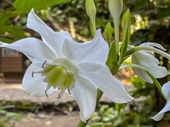 -莫里热带雨林景区