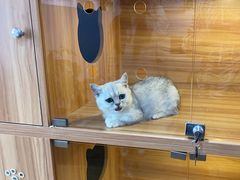 -喵百万·布偶·蓝金金渐层英短·猫舍(百子湾店)