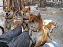 -柴犬高等学院·狗咖·柴犬售卖·宠物训练