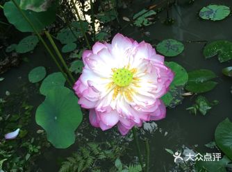 真美丽啊～像我们这种年纪的，就喜欢逛来逛去