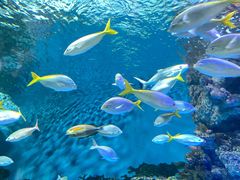 -上海海洋水族馆