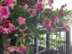 -老地方猫儿面(磁器口店)