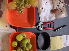 -马陆小张葡萄园农家乐