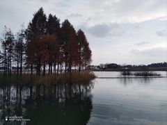 -贡湖湾湿地公园