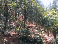 -火炉山森林公园