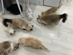 -喵的天空名猫咖啡馆·撸猫·猫舍·用品