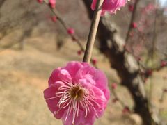-无锡梅园公园