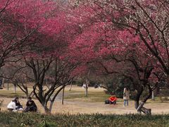 -杭州植物园