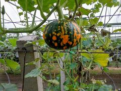 -白鹿原葡萄主题公园