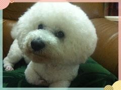 -爱侣宠医·鹦鹉专科·小型哺乳类·异宠专科(灵石路店)