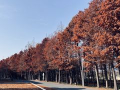 -上海长兴岛郊野公园