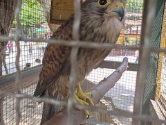 -石家庄市动物园