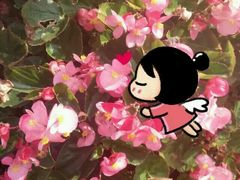 -荷兰花海