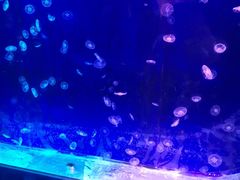 -临沂极地海洋王国