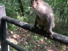 -苏州上方山国家森林公园