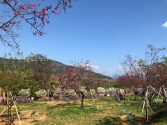 -天适樱花悠乐园