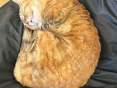 -有喵·猫咖·狗咖·40+猫狗有小奶狗(岗厦店)