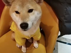 -猫色咖啡·猫咖