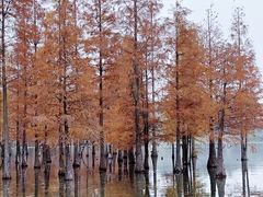 -白鹭湾湿地公园