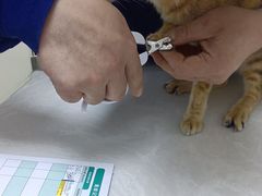 -中农国际动物医院24小时·猫科·骨科·急重症中心