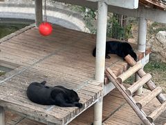 -石家庄市动物园