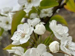 -菊园百果园
