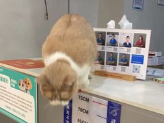 -伟伟宠物医院·CT影像中心·瑞派犬猫综合性门诊(汉口总院)