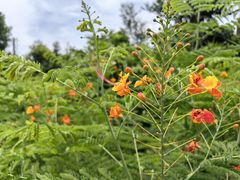 -海南热带野生动植物园