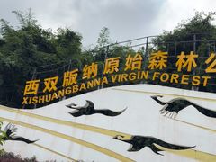 -西双版纳原始森林公园
