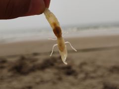 -北戴河东海水浴场