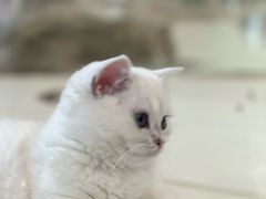 -三花喵·撸猫购宠·宠物生活馆(虹桥南丰城店)