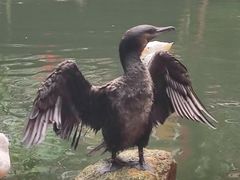 -海南槟榔谷黎苗文化旅游区