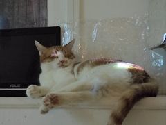 -纳吉亚猫专科动物诊疗中心(蒋宅口分院)