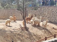 -石家庄市动物园