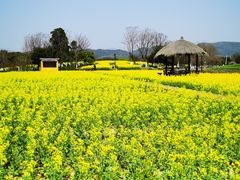 -径山花海