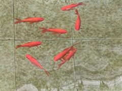 -燕北云山·农家菜·灶台鱼(密云溪翁庄店)