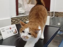 -北京赛佳动物医院