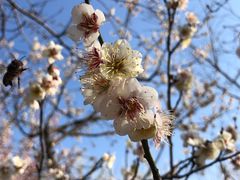 -苏州上方山国家森林公园