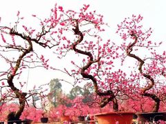 -龙潭水乡
