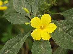 -广西壮族自治区药用植物园