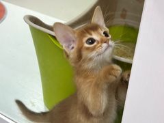 -青奢宠物·青奢猫舍