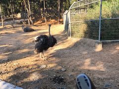 -清迈夜间动物园