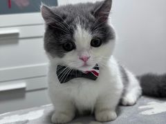 -欣宠猫屋·矮脚拿破仑·蓝金金渐层