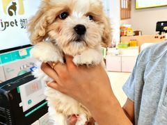 -翊宠yipet猫狗购宠庄园犬舍•猫舍