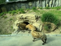 -北京野生动物园