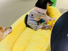 -逗柴咖啡屋·狗咖猫咖宠物桌游