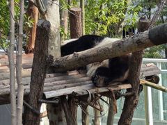 -成都大熊猫繁育研究基地