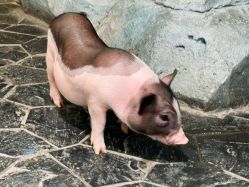 -Zoolung Zoolung动物主题公园(海信广场店)