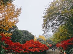 -岳麓山风景名胜区